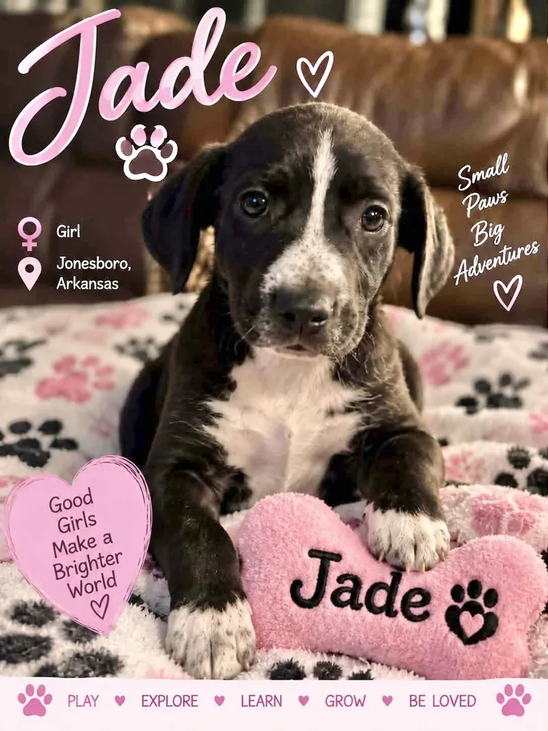 A baby medium-sized male Labrador Retriever dog named Jade for adoption in Manchester, CT
