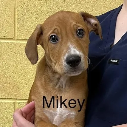 A baby medium-sized male Hound dog named Mikey for adoption in Albany, NY