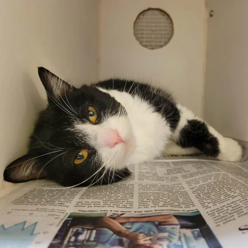 An adult medium-sized male Black Domestic Short Hair cat named Boomhauer for adoption in Columbia, MO