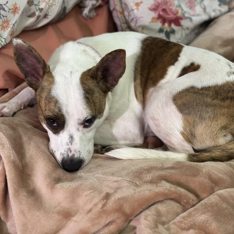 A young medium-sized female White / Cream Cardigan Welsh Corgi dog named Jujube for adoption in Columbus, GA
