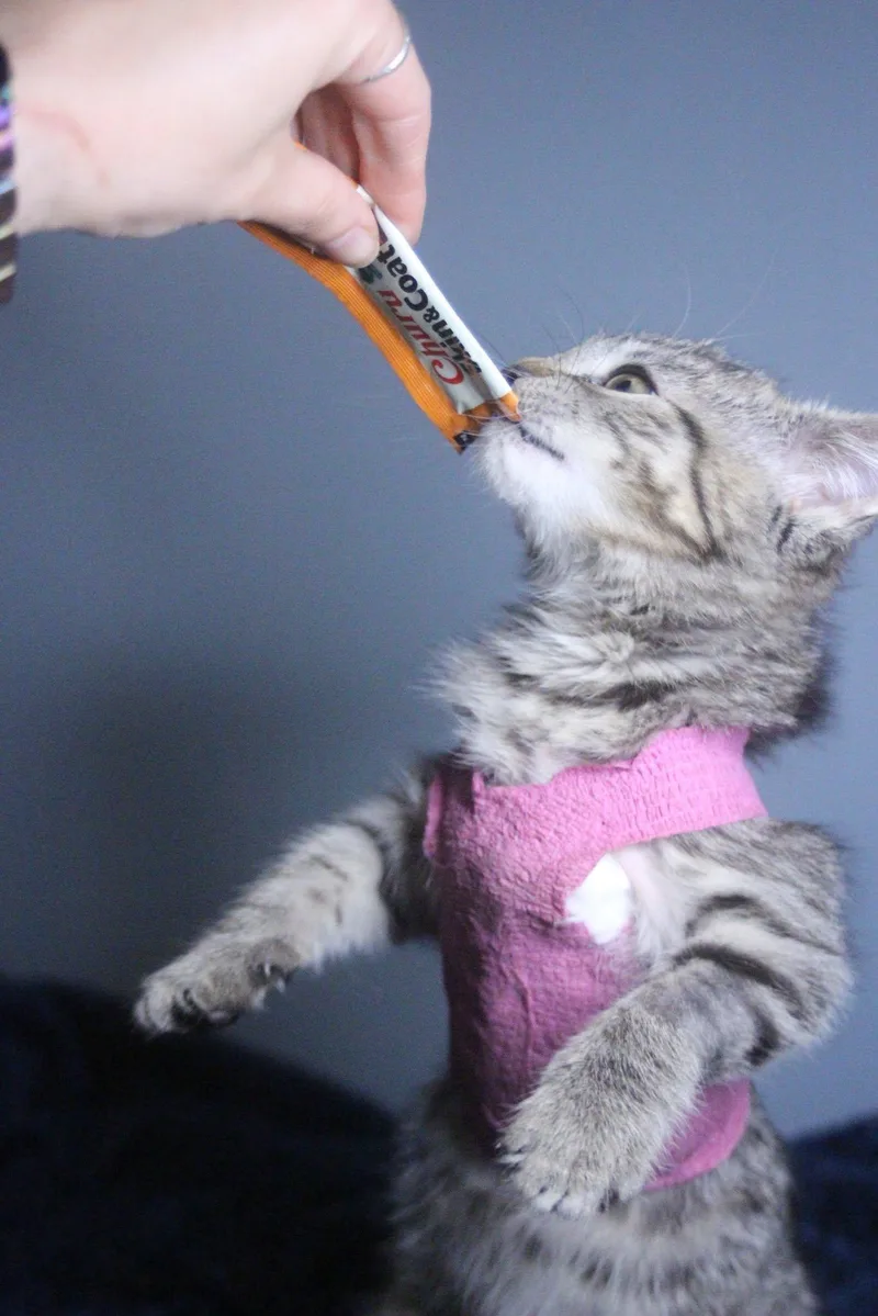 A baby medium-sized female Domestic Short Hair cat named Angelina for adoption in Rochester, NY