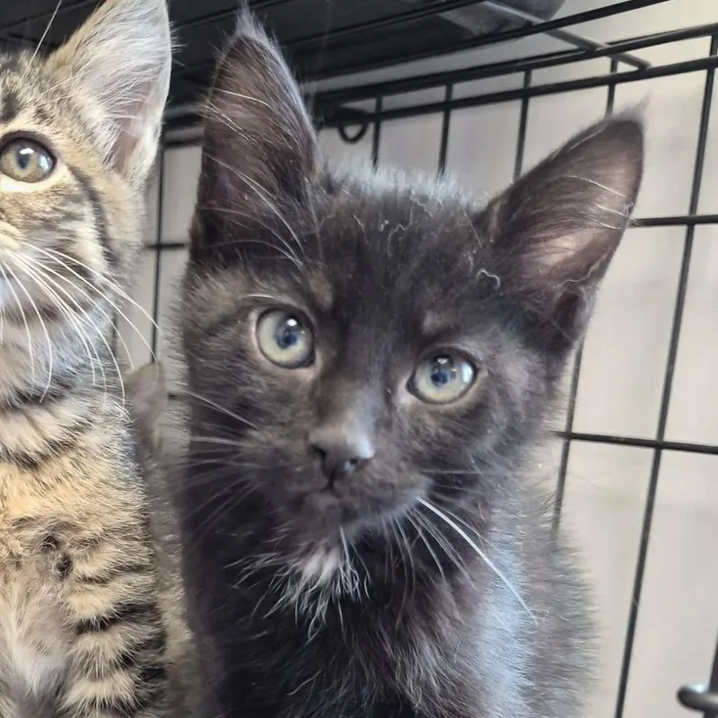 A baby small-sized male Black Domestic Short Hair cat named Jackpot for adoption in Hattiesburg, MS
