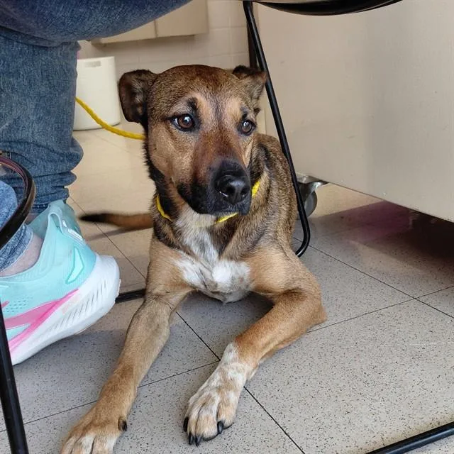 A young medium-sized male German Shepherd Dog dog named Moseley for adoption in Huntsville, AL