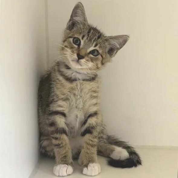 A baby small-sized male Brown / Chocolate Domestic Short Hair cat named Chess for adoption in Hawthorne, CA