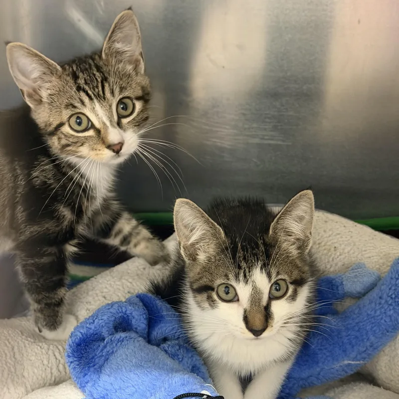 A baby medium-sized male Domestic Short Hair cat named Pop for adoption in Kent, WA