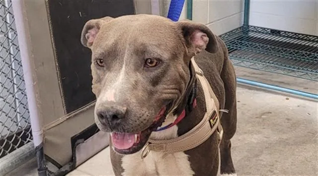 A young large-sized female Pit Bull Terrier dog named Maude for adoption in Tucson, AZ