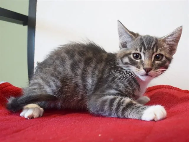 A baby small-sized male Domestic Short Hair cat named Ozzy for adoption in Sacramento, CA