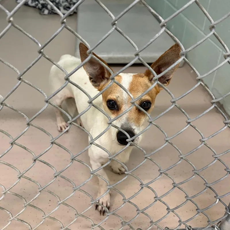 An adult small-sized male White / Cream Mixed Breed dog named Fig for adoption in Newark, NJ