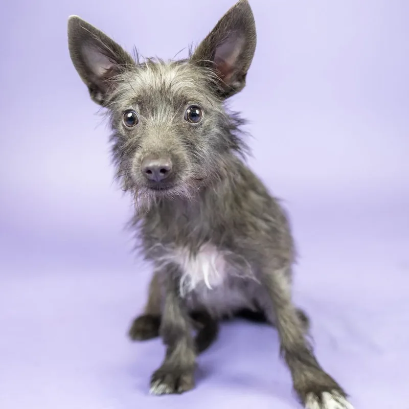 A young small-sized female Gray / Blue / Silver Terrier dog named Magenta for adoption in Portland, OR