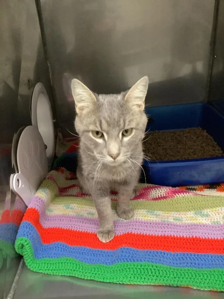 A young medium-sized male Domestic Short Hair cat named Buzz for adoption in Sidney, NY