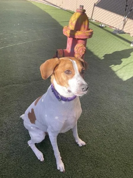 An adult medium-sized female Coonhound dog named Billie Jean for adoption in Oceanside, CA