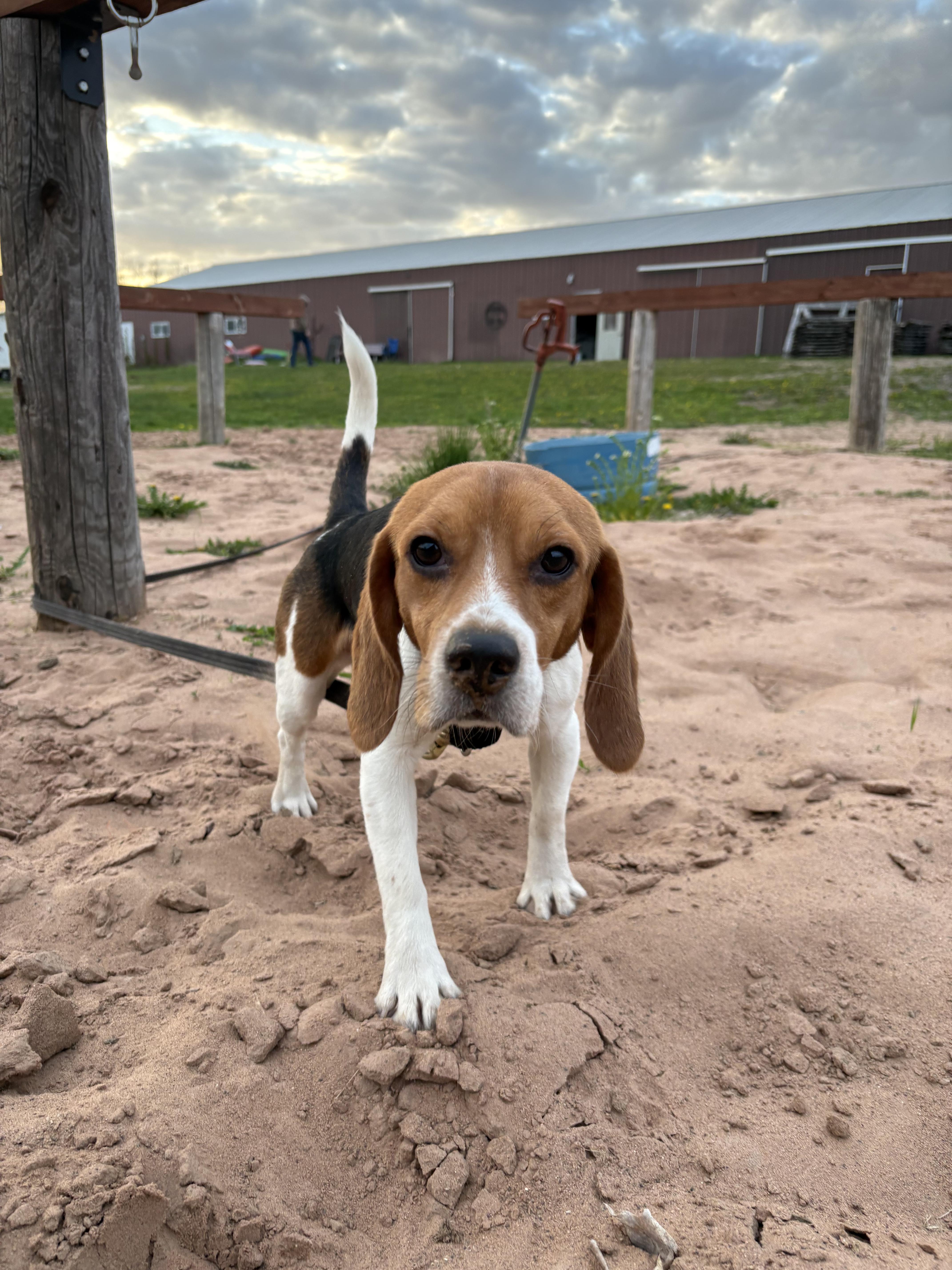 A young small-sized male Beagle dog named Arlo for adoption in Eau Claire, WI