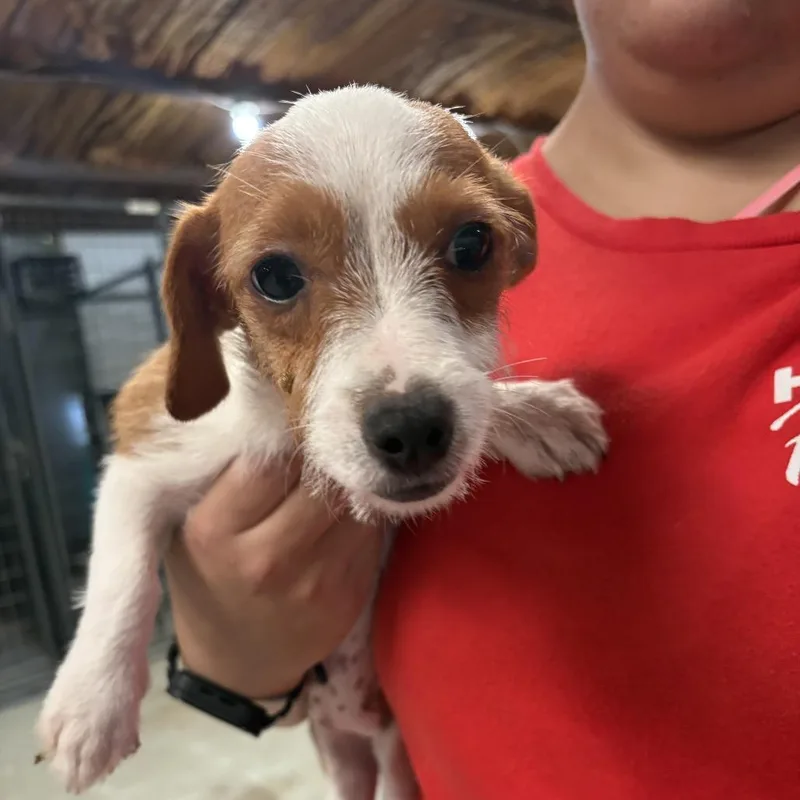 A baby small-sized male Yellow / Tan / Blond / Fawn Mixed Breed dog named Goblin Tinkerer for adoption in Leander, TX
