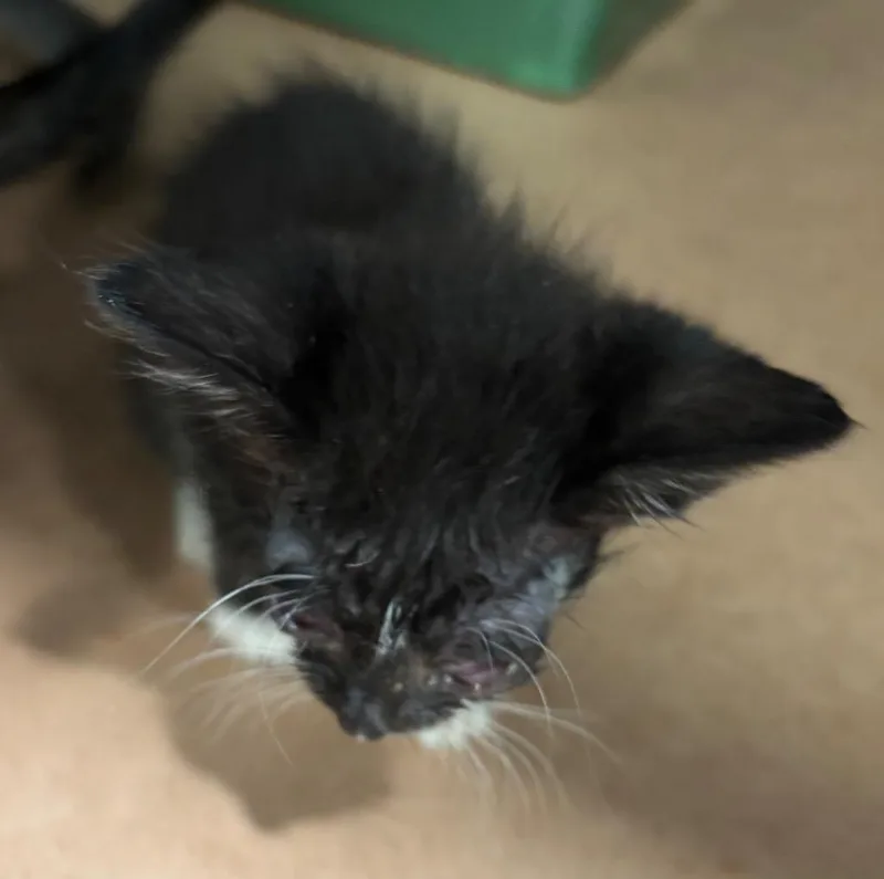 A baby large-sized male Domestic Short Hair cat named Blaize for adoption in Cartersville , GA
