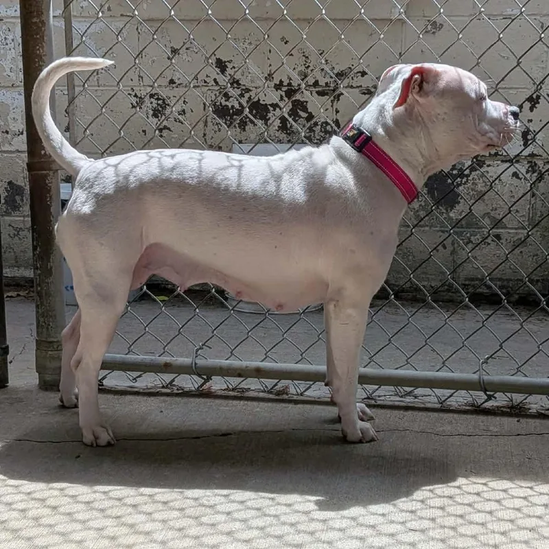 An adult large-sized female White / Cream Pit Bull Terrier dog named Moon for adoption in Greenville, PA