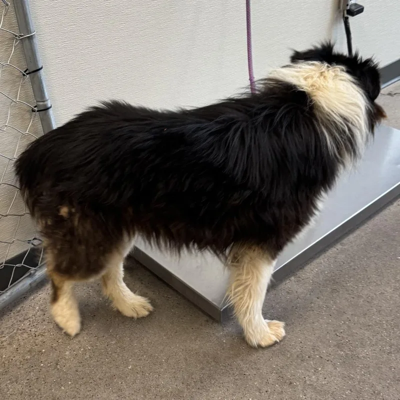 An adult large-sized male Black Mixed Breed dog named Chapo for adoption in Las Cruces, NM