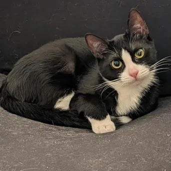 Ramble  The Tilted thumbnail 2