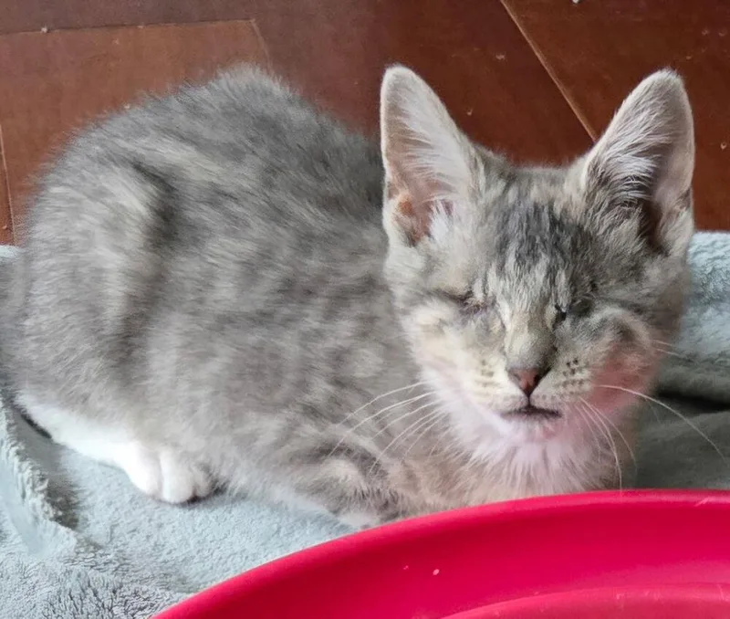 A baby small-sized female Tabby cat named Roomba for adoption in Warren, CT