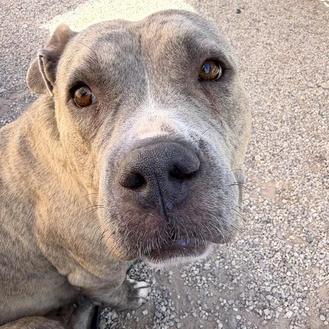 An adult large-sized female Pit Bull Terrier dog named Yucca for adoption in Tucson, AZ