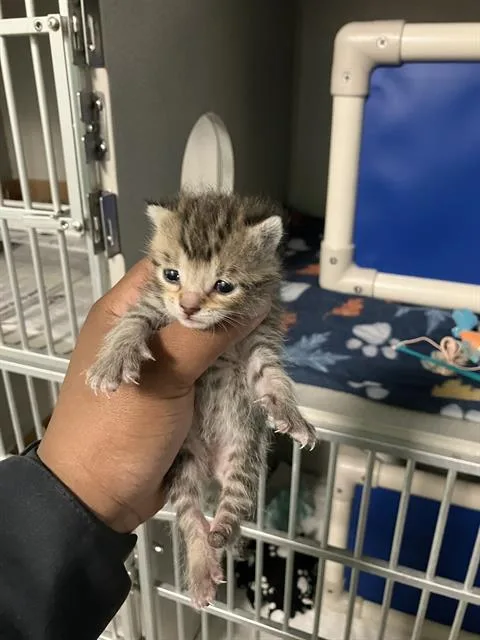 A baby small-sized female Domestic Short Hair cat named Mango for adoption in Dallas, TX