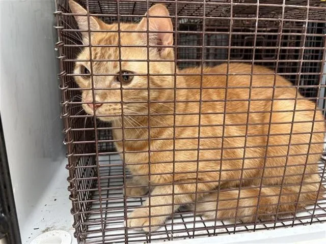 Canelo