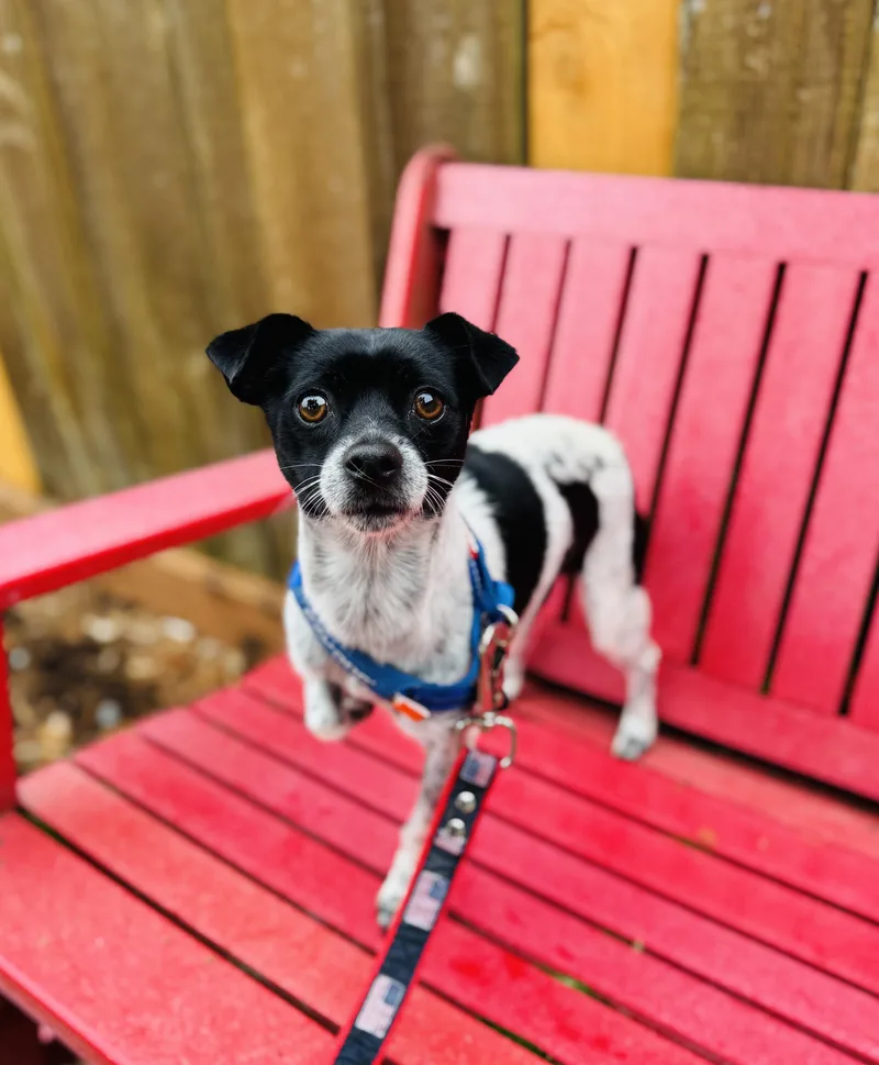 Checkers thumbnail 2