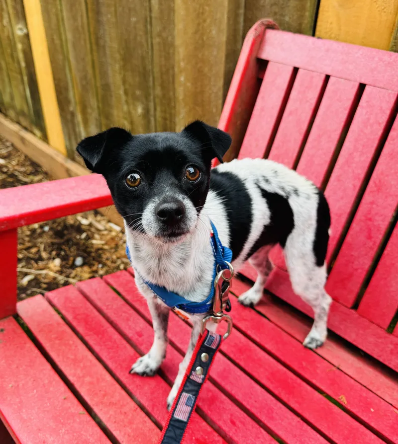 Checkers thumbnail 3