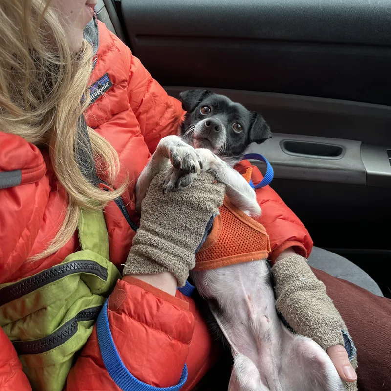 Checkers thumbnail 4