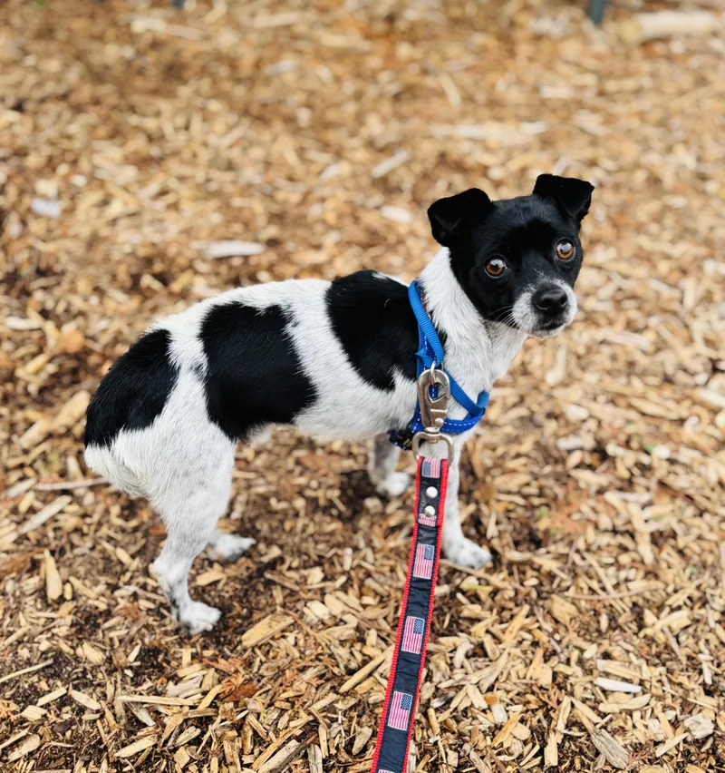 Checkers thumbnail 5