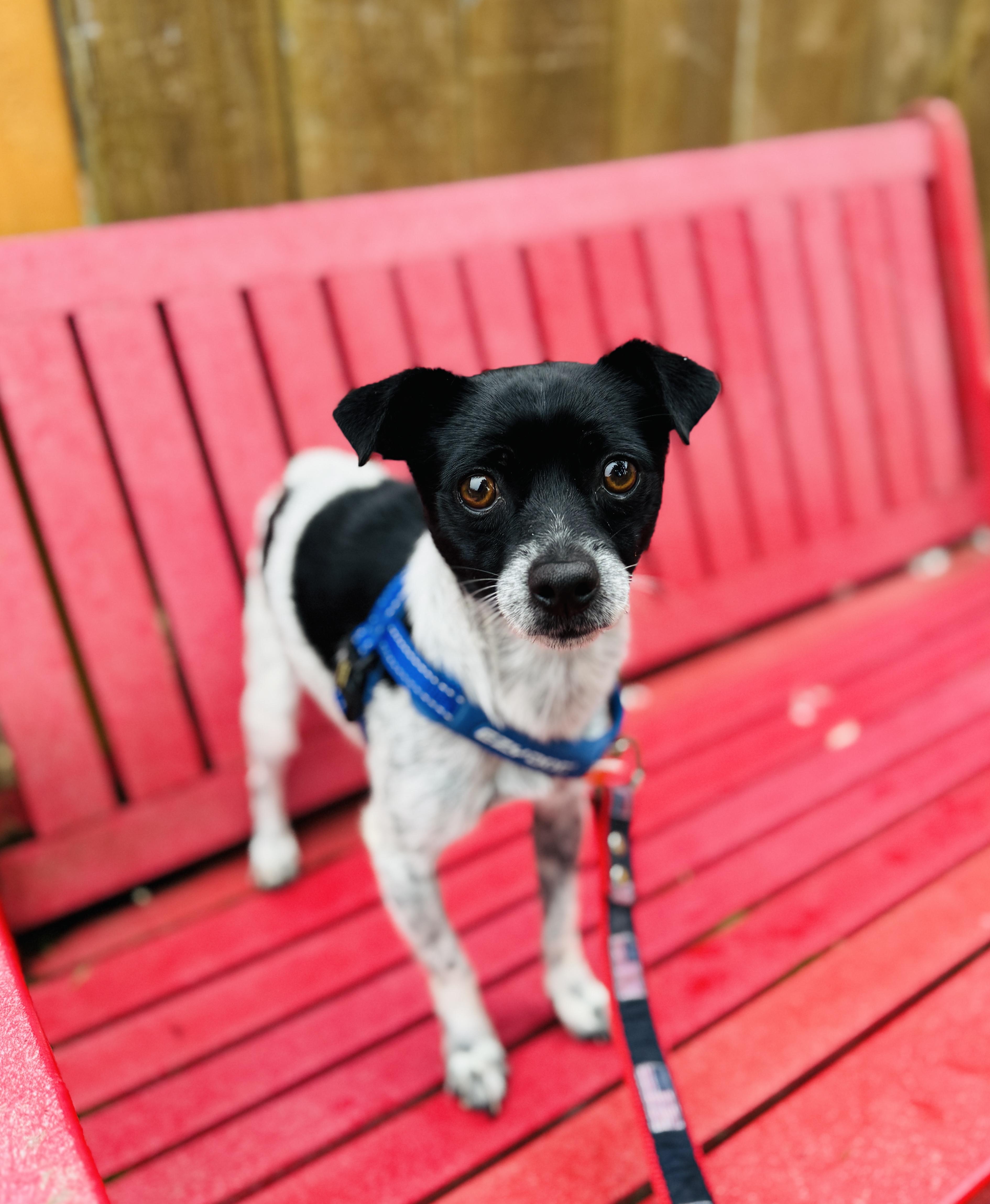 Checkers thumbnail 6