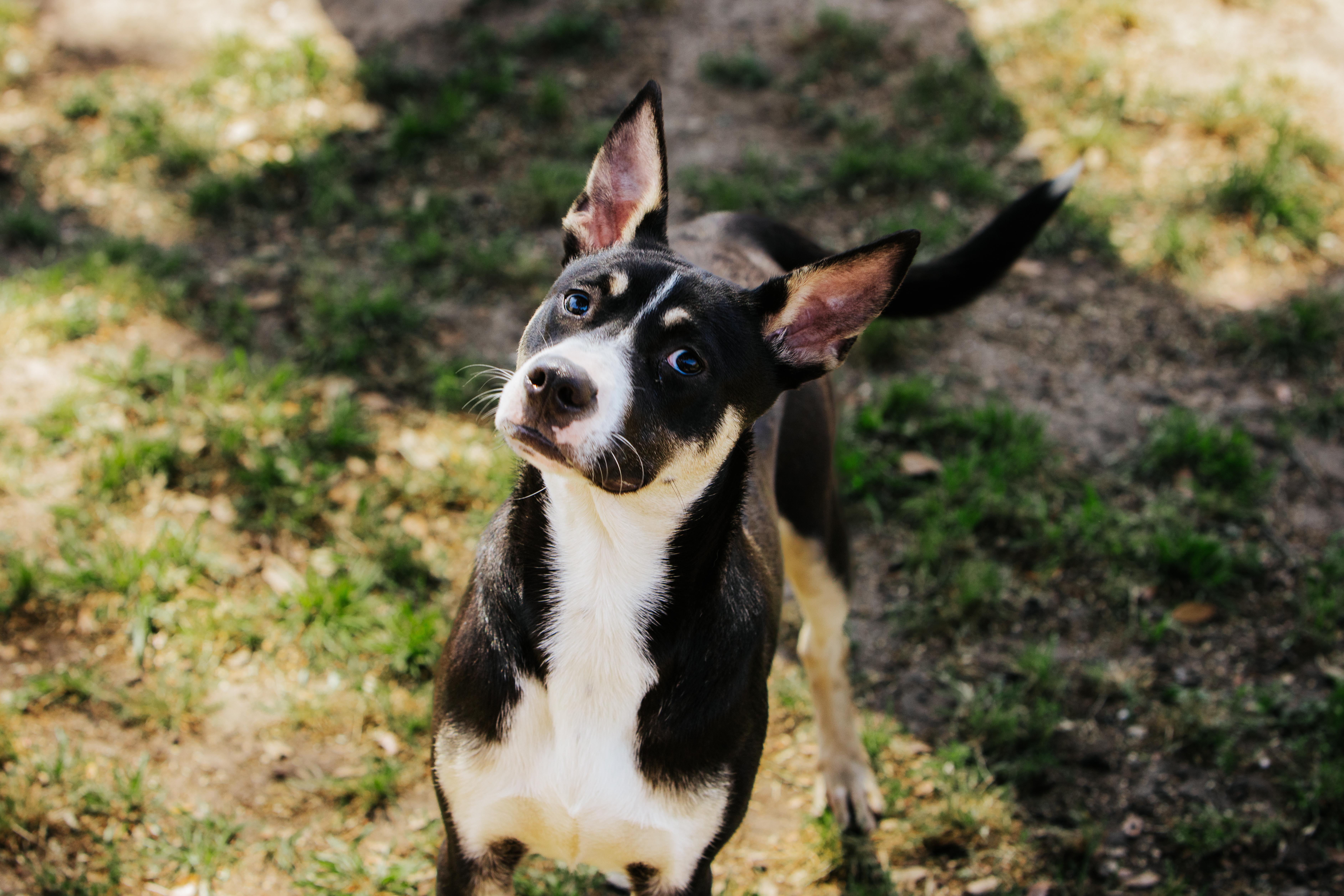 A young medium-sized female White / Cream American Staffordshire Terrier dog named May for adoption in Tomball, TX
