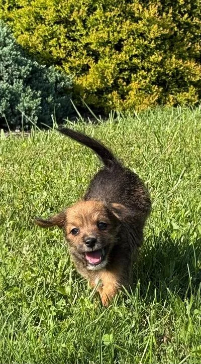 A baby small-sized male Poodle dog named Briar for adoption in Wilkesboro, NC