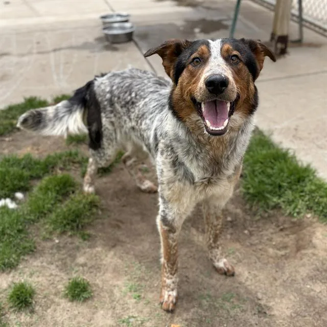 A young medium-sized male Australian Cattle Dog / Blue Heeler dog named Jethro for adoption in Modesto, CA