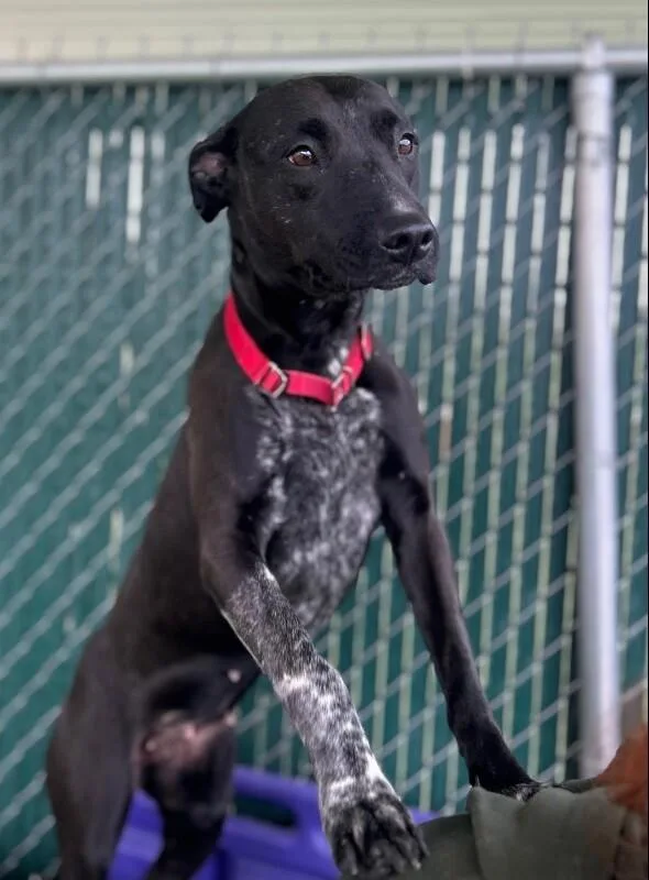 A young medium-sized female Black Mixed Breed dog named Jill for adoption in Fruit Heights, UT