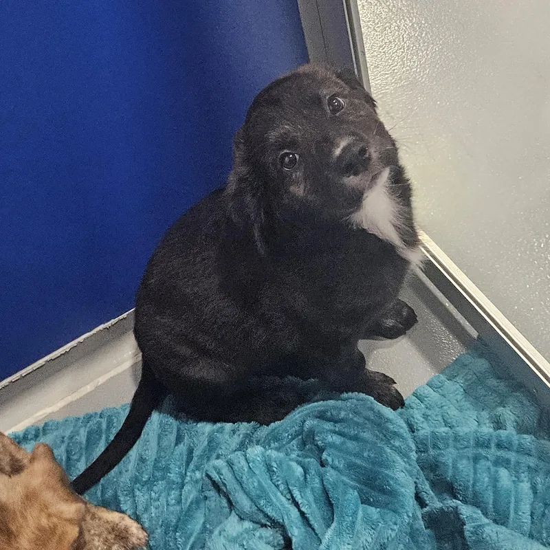 A baby medium-sized female Black Hound dog named Nala Jr for adoption in Kalamazoo, MI