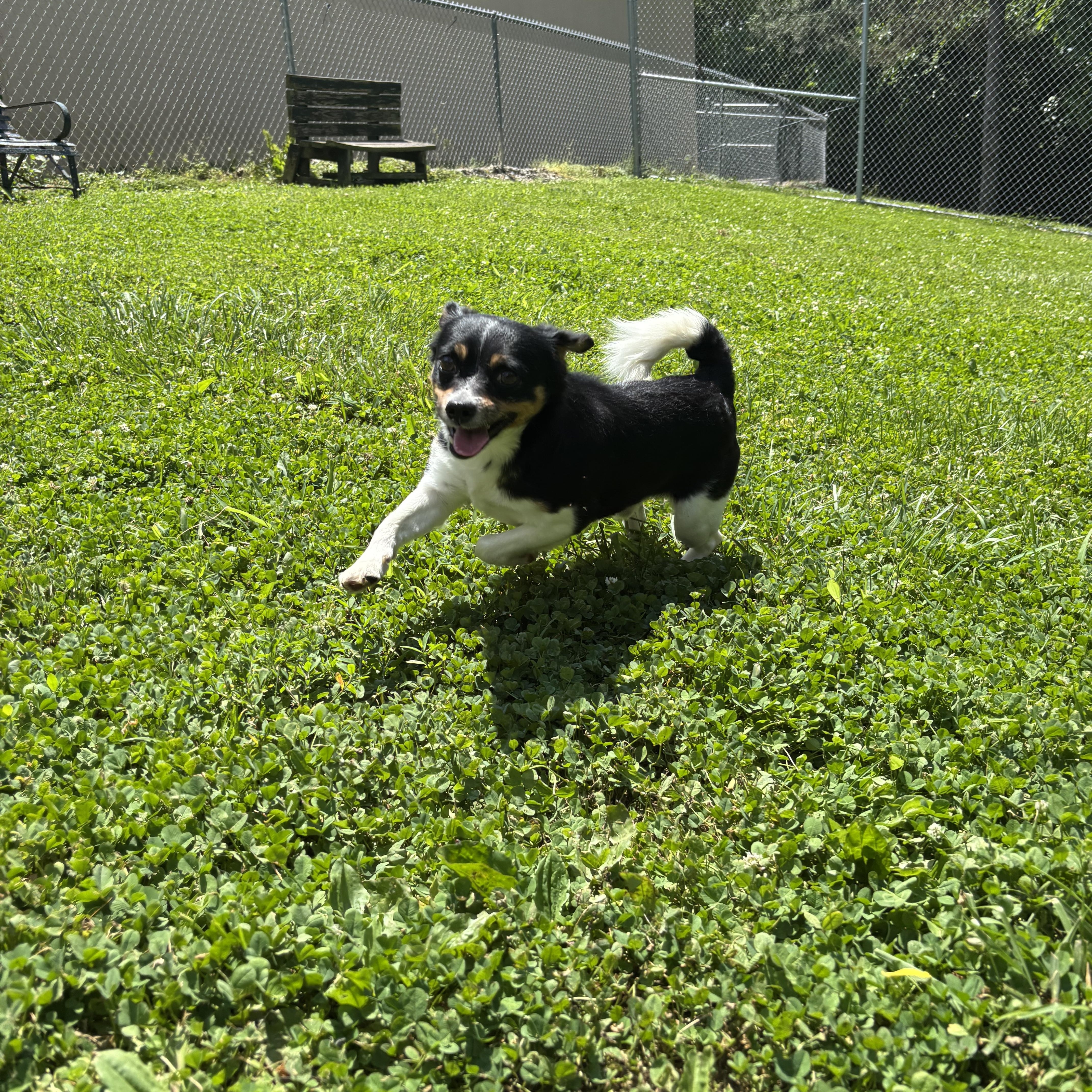 An adult small-sized male Black Mixed Breed dog named Skynyrd for adoption in Circleville, OH