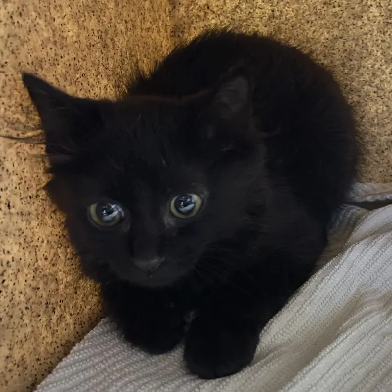 A baby small-sized female Black Domestic Short Hair cat named Leaf for adoption in Pasadena, CA