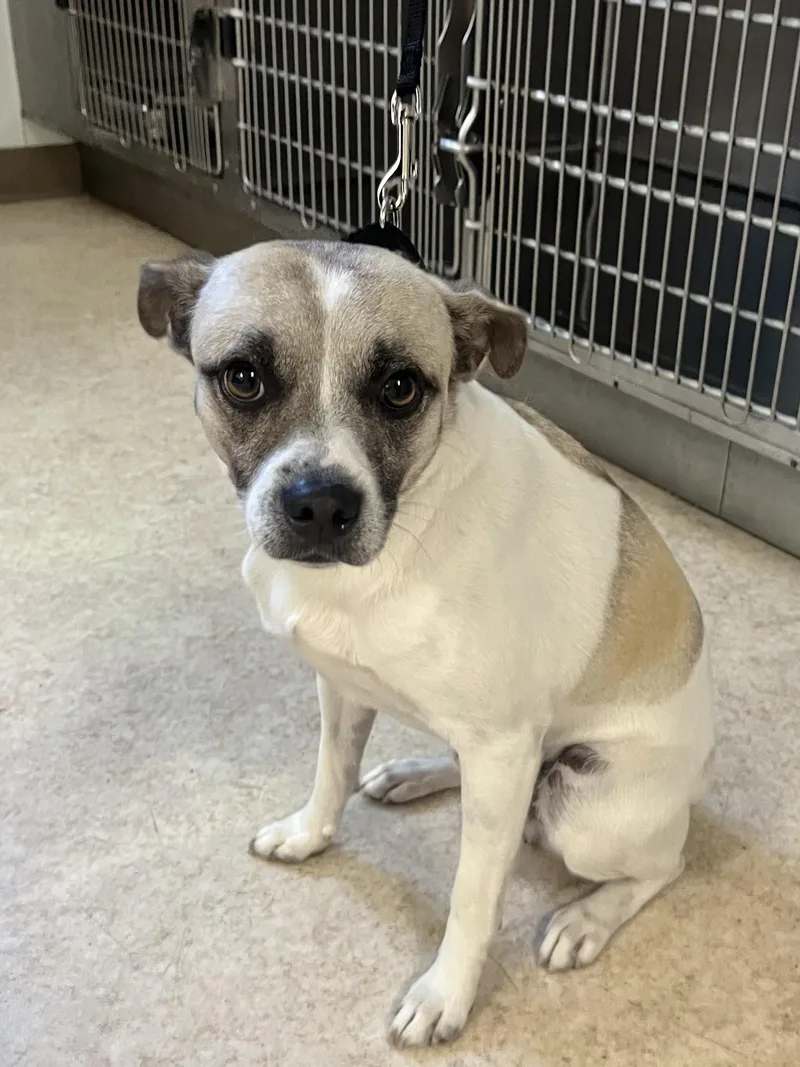 An adult medium-sized male Parson Russell Terrier dog named Cisco for adoption in San Pedro, CA