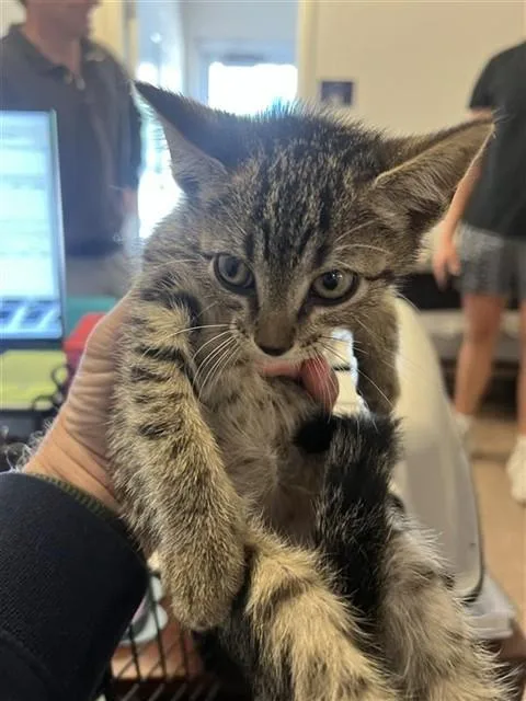 A baby small-sized male Domestic Short Hair cat named Mister for adoption in Saint Louis, MO