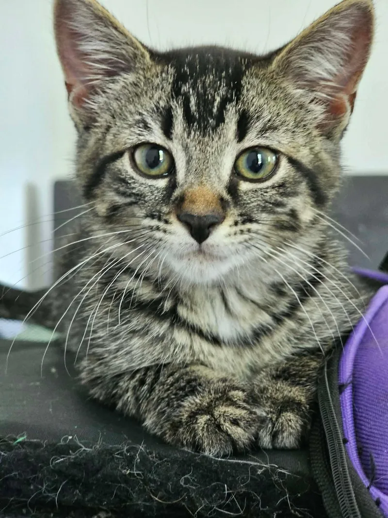 A baby small-sized female Tabby (Brown / Chocolate) Domestic Short Hair cat named Tiger for adoption in East Lansing, MI