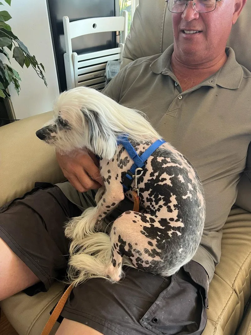A young medium-sized male Chinese Crested Dog dog named Jagger for adoption in Utica, MI