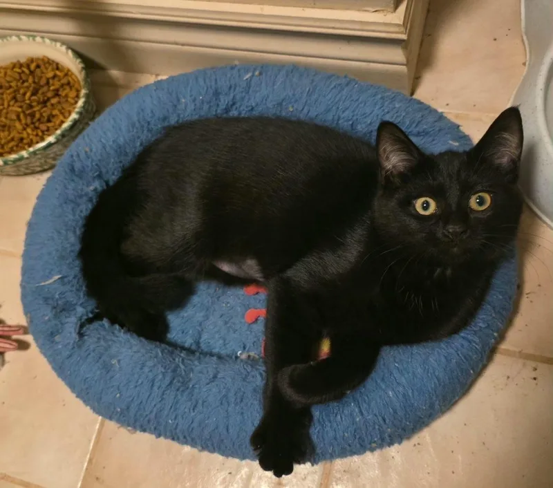 A baby medium-sized female Domestic Short Hair cat named Jj for adoption in St. Clair, MI