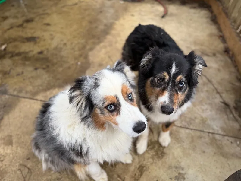 An adult medium-sized male Merle (Blue) Australian Shepherd dog named Cowboy and Max for adoption in Alexandria, VA