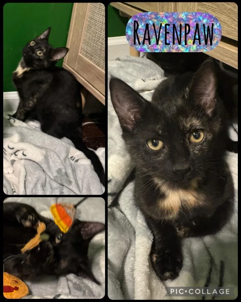 A baby medium-sized female Domestic Short Hair cat named Ravenpaw for adoption in Evans, GA