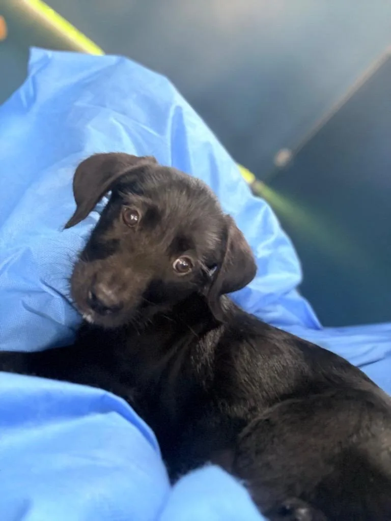 A baby small-sized male Mixed Breed dog named Heath for adoption in Ellijay, GA