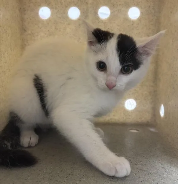 A baby medium-sized female Domestic Short Hair cat named Guten Tag for adoption in Silverdale, WA
