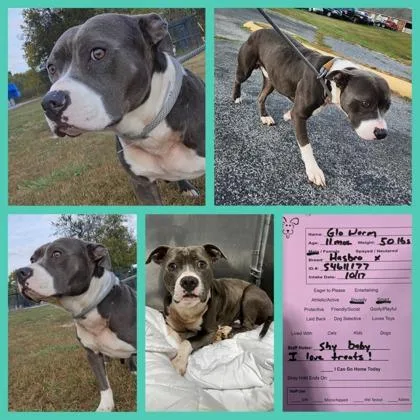 An adult large-sized male Staffordshire Bull Terrier dog named Glo Worm for adoption in Sevierville, TN