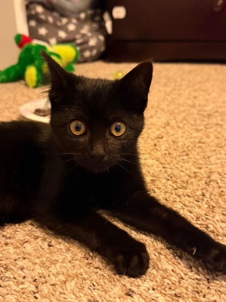 A baby small-sized female Domestic Short Hair cat named Esme for adoption in Syracuse, IN