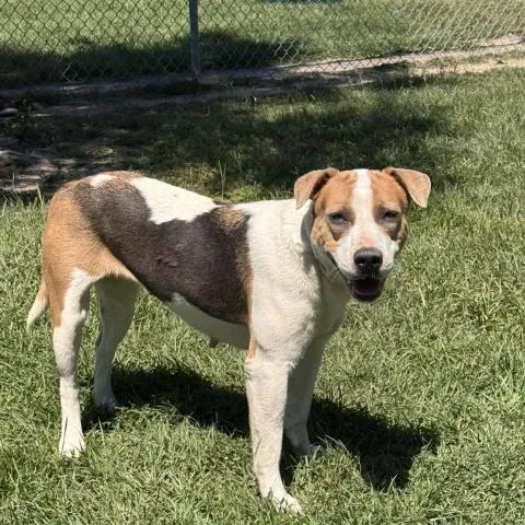 An adult large-sized female Labrador Retriever dog named Carly for adoption in Conroe, TX