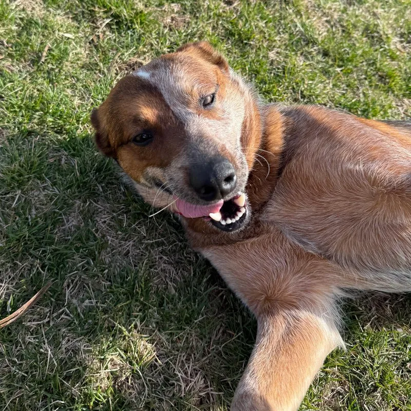 Red Fern thumbnail 2